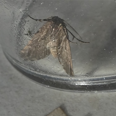 Dichromodes stilbiata (White-barred Heath Moth) at  - suppressed by Paul4K