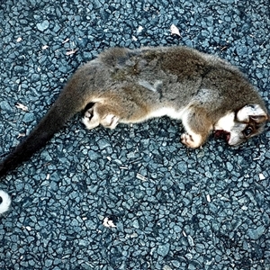 Pseudocheirus peregrinus at Acton, ACT - Today by trevsci