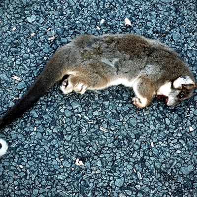 Pseudocheirus peregrinus at Acton, ACT - Yesterday by trevsci