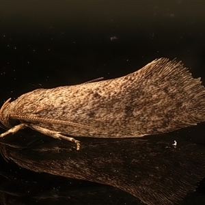 Syncometes vilis at Ainslie, ACT - Yesterday by jb2602