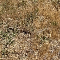 Pseudonaja textilis (Eastern Brown Snake) at Kenny, ACT - Yesterday by SteveBorkowskis