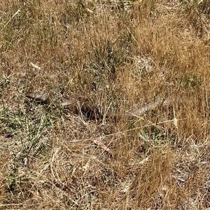 Pseudonaja textilis (Eastern Brown Snake) at Kenny, ACT - Today by SteveBorkowskis