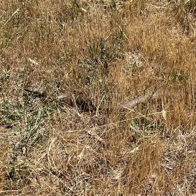 Pseudonaja textilis (Eastern Brown Snake) at Kenny, ACT - Yesterday by SteveBorkowskis