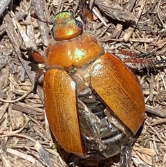 Anoplognathus brunnipennis (Green-tailed Christmas beetle) at Kenny, ACT - Yesterday by SteveBorkowskis