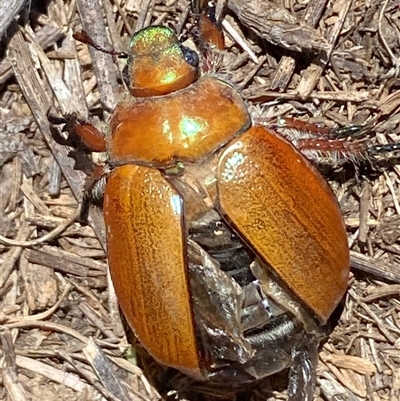 Anoplognathus brunnipennis (Green-tailed Christmas beetle) at Kenny, ACT - Yesterday by SteveBorkowskis
