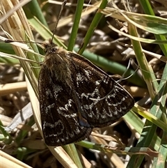 Synemon plana (Golden Sun Moth) at Kenny, ACT - Yesterday by SteveBorkowskis