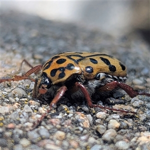 Neorrhina punctatum at Acton, ACT - Today by HelenCross