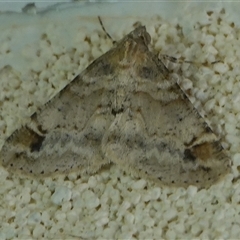 Syneora hemeropa (Ring-tipped Bark Moth) at Hall, ACT - Yesterday by Anna123