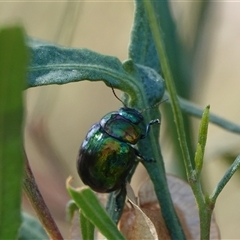 Callidemum hypochalceum (Hop-bush leaf beetle) at Hall, ACT - 24 Nov 2025 by Anna123