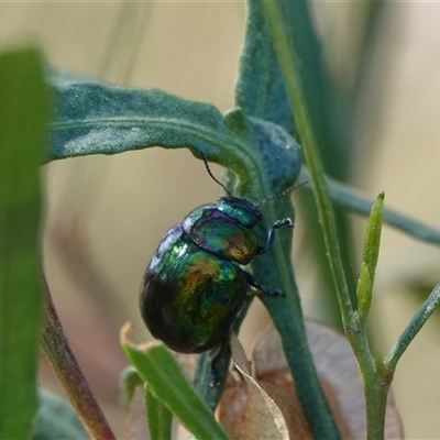 Callidemum hypochalceum (Hop-bush leaf beetle) at Hall, ACT - 24 Nov 2025 by Anna123