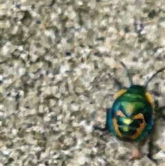 Scutiphora pedicellata (Metallic Jewel Bug) at Killabakh, NSW - Yesterday by Purschy