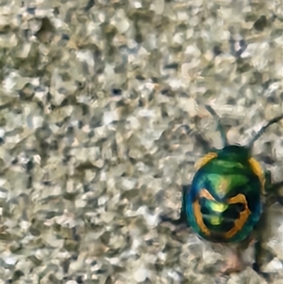 Scutiphora pedicellata (Metallic Jewel Bug) at Killabakh, NSW - Yesterday by Purschy