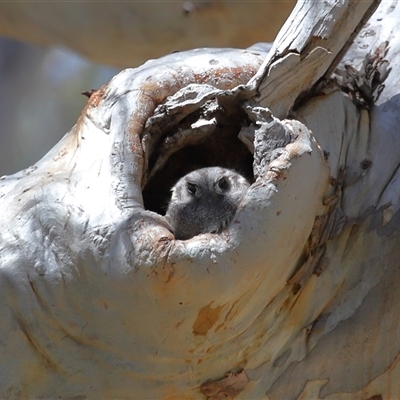 Aegotheles cristatus at Acton, ACT - Yesterday by TimL