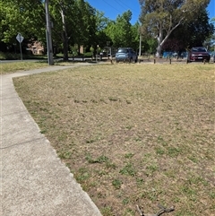 Synemon plana (Golden Sun Moth) at Lyneham, ACT - Yesterday by RobSpeirs