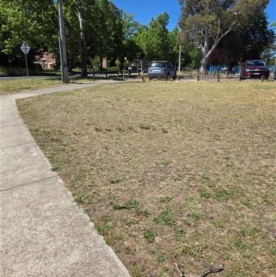 Synemon plana (Golden Sun Moth) at Lyneham, ACT - Yesterday by RobSpeirs