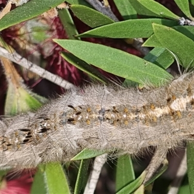 Porela delineata (Lined Porela) at Queanbeyan West, NSW - Yesterday by Paul4K