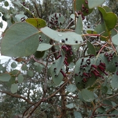 Unverified Insect at Queanbeyan West, NSW - 23 Nov 2025 by Paul4K