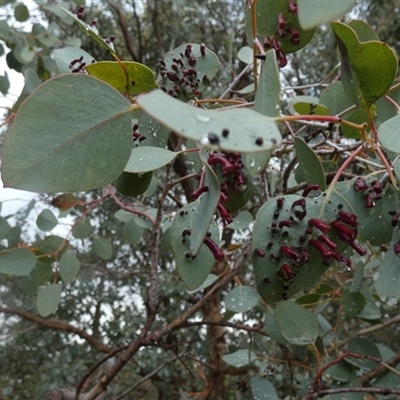 Unverified Insect at Queanbeyan West, NSW - 23 Nov 2025 by Paul4K