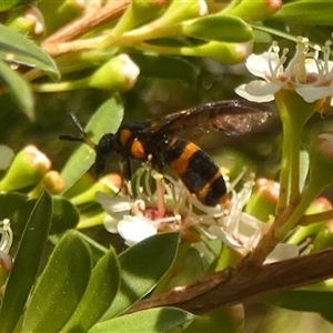 Unverified Potter wasp (Vespidae, Eumeninae) by Paul4K