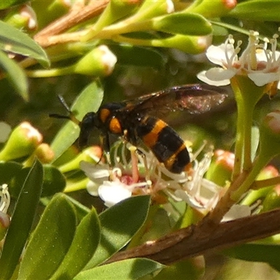 Pterygophorus cinctus (Bottlebrush sawfly) at Boro, NSW - 25 Nov 2025 by Paul4K