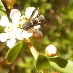 Unverified Potter wasp (Vespidae, Eumeninae) by Paul4K
