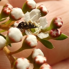 Mordella australis (Pintail or tumbling beetle) by Paul4K