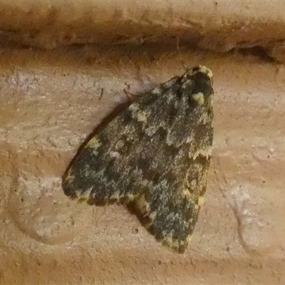 Halone coryphoea (Eastern Halone moth) at  - suppressed by Paul4K