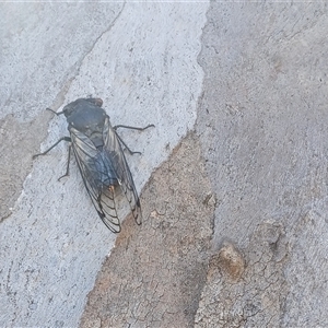 Psaltoda moerens (Redeye cicada) at Symonston, ACT - Today by CallumBraeRuralProperty