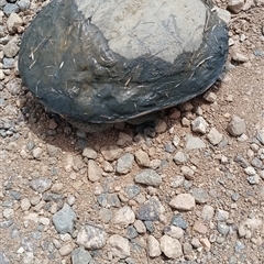Chelodina longicollis (Eastern Long-necked Turtle) at Symonston, ACT - 17 Nov 2025 by CallumBraeRuralProperty