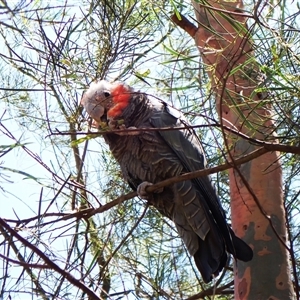 Callocephalon fimbriatum (identifiable birds) by CathB