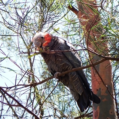 Callocephalon fimbriatum (identifiable birds) at  - suppressed by CathB