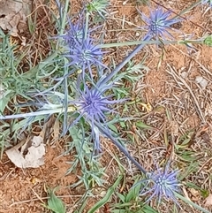Eryngium ovinum (Blue Devil) at Symonston, ACT - 22 Nov 2025 by CallumBraeRuralProperty