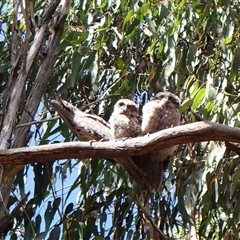 Podargus strigoides at Cook, ACT - 26 Nov 2025 by CathB