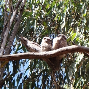 Podargus strigoides at Cook, ACT - Yesterday by CathB