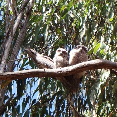 Podargus strigoides at Cook, ACT - 26 Nov 2025 by CathB