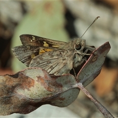 Trapezites phigalioides at Jingera, NSW - Yesterday by Csteele4