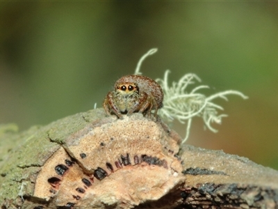 Opisthoncus sp. (genus) at Anembo, NSW - 27 Nov 2025 by Csteele4