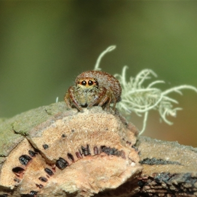 Opisthoncus sp. (genus) at Anembo, NSW - Yesterday by Csteele4