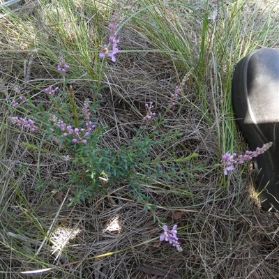 Comesperma ericinum at  - suppressed by Paul4K