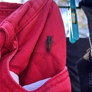Unverified Cicada (Hemiptera, Cicadoidea) at Greenleigh, NSW - Today by BecQ