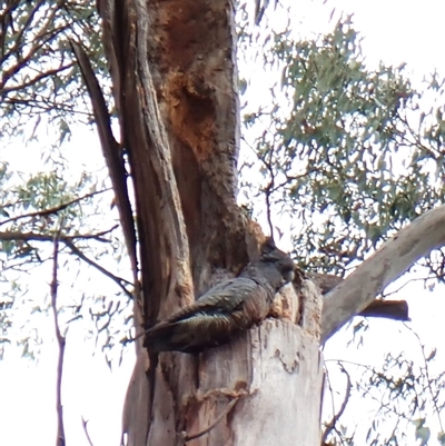 Callocephalon fimbriatum (Gang-gang Cockatoo) at Cook, ACT - 26 Nov 2025 by CathB