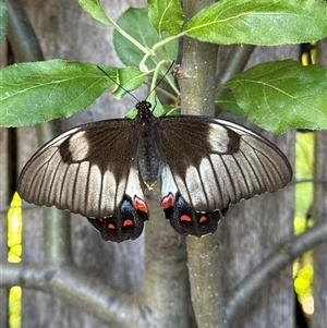 Papilio aegeus by Minda