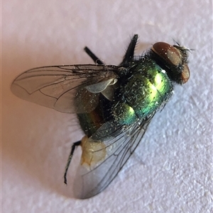 Lucilia cuprina at Crowther, NSW - Today by Frecko