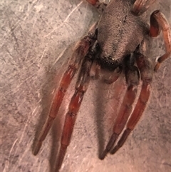 Lampona sp. (genus) (White-tailed spider) at Crowther, NSW - 26 Nov 2025 by Frecko