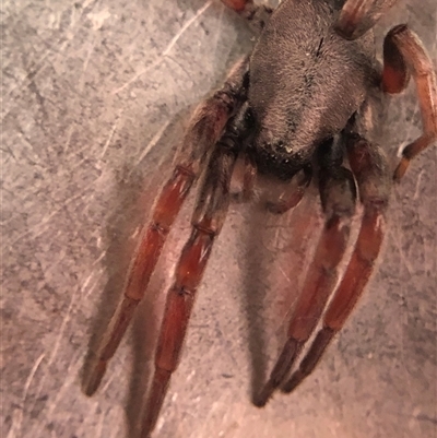 Lampona sp. (genus) (White-tailed spider) at Crowther, NSW - 26 Nov 2025 by Frecko