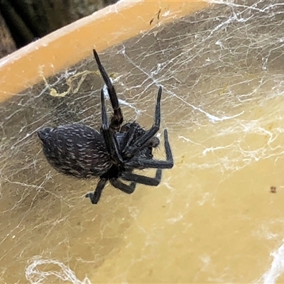 Badumna insignis (Black House Spider) at Crowther, NSW - 25 Nov 2025 by Frecko