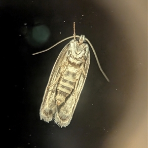 Philobota philostaura (A Concealer moth (Philobota group)) at Holder, ACT - 24 Nov 2025 by Miranda