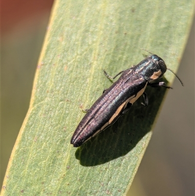 Agrilus hypoleucus (Hypoleucus jewel beetle) at Duffy, ACT - 26 Nov 2025 by Miranda
