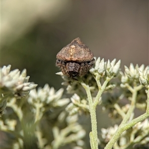 Unverified Spider at Duffy, ACT - 26 Nov 2025 by Miranda