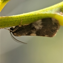 Anestia semiochrea (Marbled Footman) at Duffy, ACT - 26 Nov 2025 by Miranda